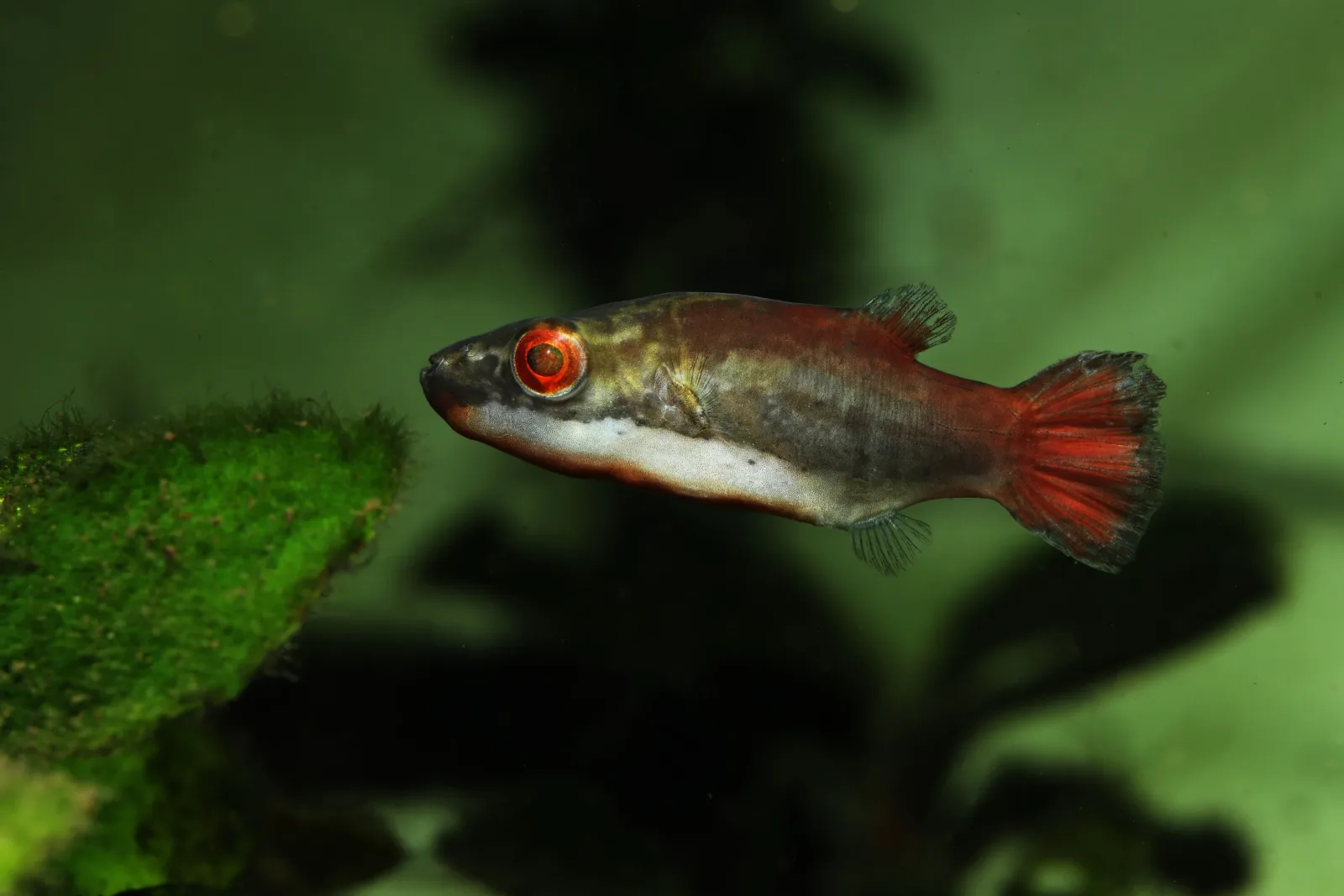 Red Eye Red Tail Puffer (Carinotetraodon irrubesco)