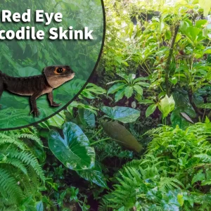 Red-eyed Crocodile Skink (Tribolonotus gracilis) Bioactive Vivarium Kit