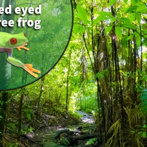 Red-eyed Tree Frog (Agalychnis callidryas) Bioactive Vivarium Kit