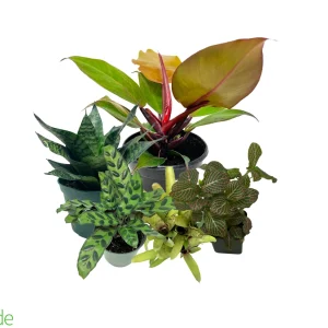 Red-Eyed Tree Frog Plant Pack V2