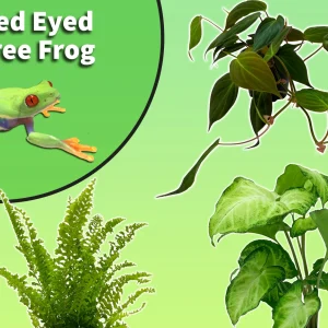 Red-Eyed Tree Frog Starter Plant Pack