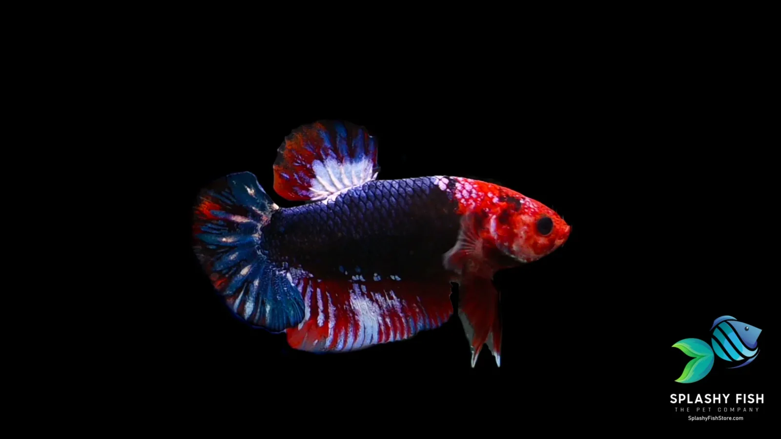 Red Fancy Halfmoon Plakat Betta Fish - Image 2