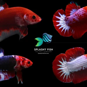 Red Fancy Halfmoon Plakat Betta Fish