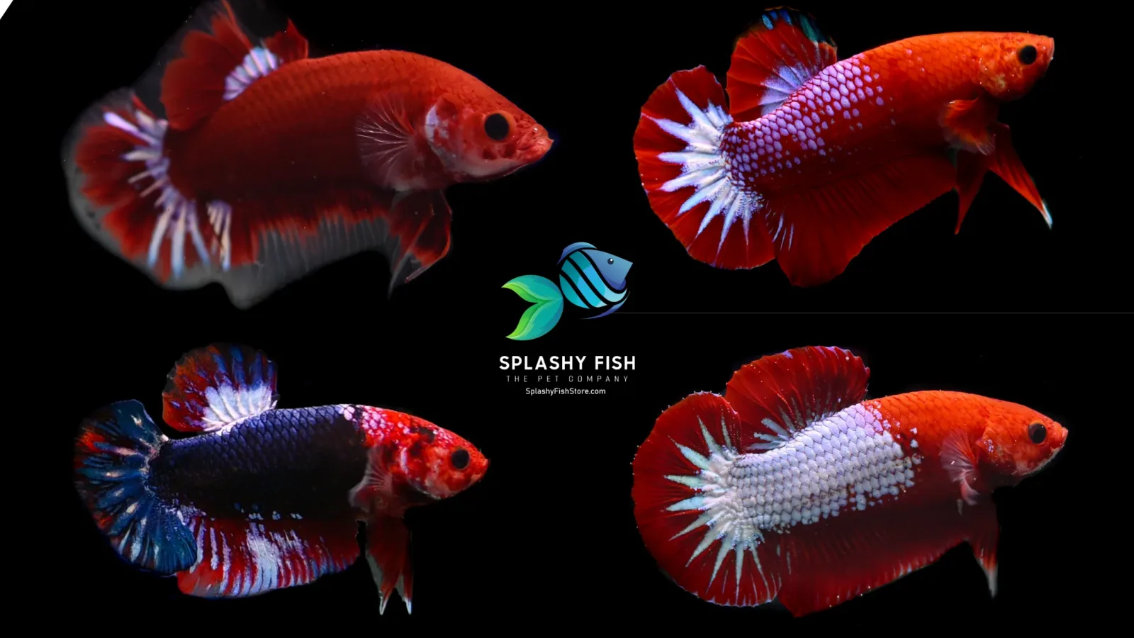 Red Fancy Halfmoon Plakat Betta Fish