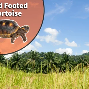 Red Foot Tortoise (Chelonoidis carbonaria) Bioactive Vivarium Kit
