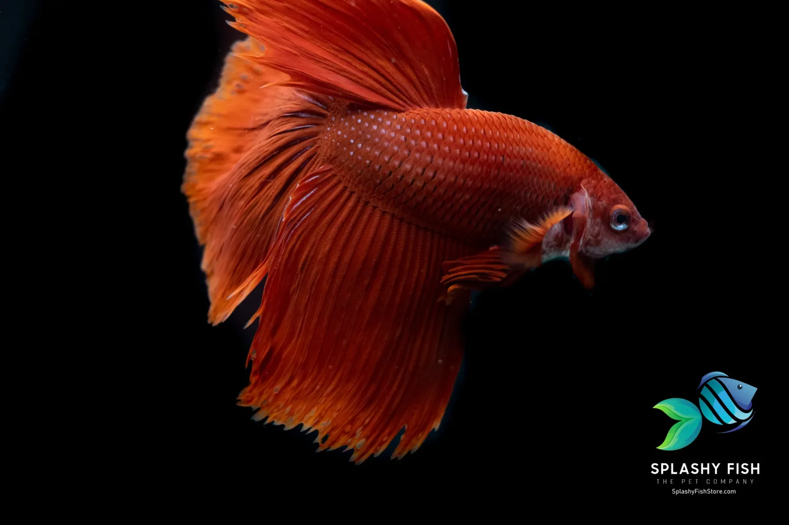 Red Halfmoon Betta Fish - Image 2