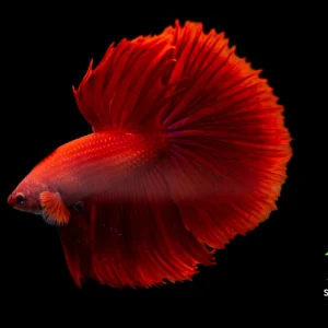 Red Halfmoon Betta Fish