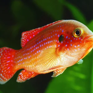 Red Jewel Cichlid