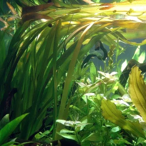 Red Jungle Vallisneria (Vallisneria gigantea rubra)