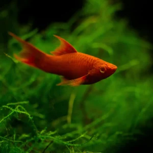 Red Lyretail Swordtail