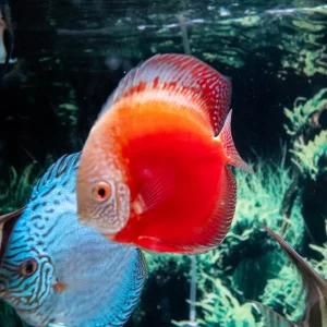Red Marlboro Discus