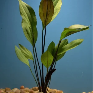 Red Melon Swords Aquatic Plant