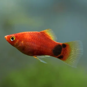 Red Mickey Mouse Platy