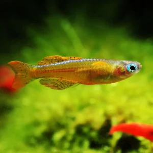 Red Neon Blue Eye Rainbowfish