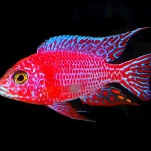 Red Peacock Cichlid (Aulonocara sp.)