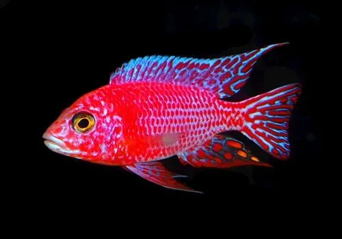 Red Peacock Cichlid (Aulonocara sp.)