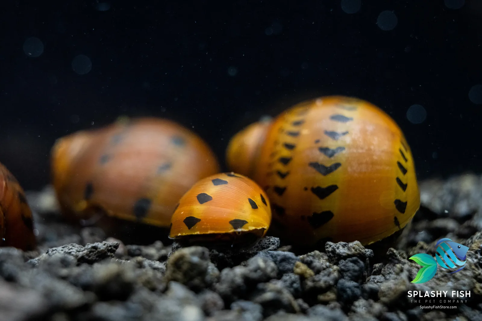 Red Racer Nerite Snail - Image 2