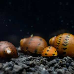 Red Racer Nerite Snail