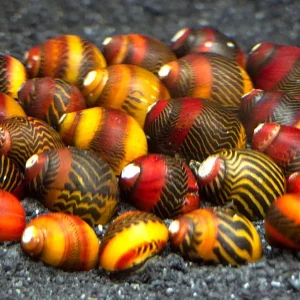 Red Racer Nerite Snail (Vittina waigiensis)