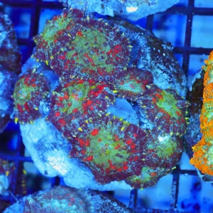 Red Rhodactis Mushroom Rock Colony WYSIWYG - SAQ Coral Farm