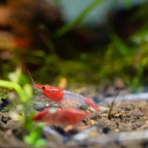 Red Rili Shrimp