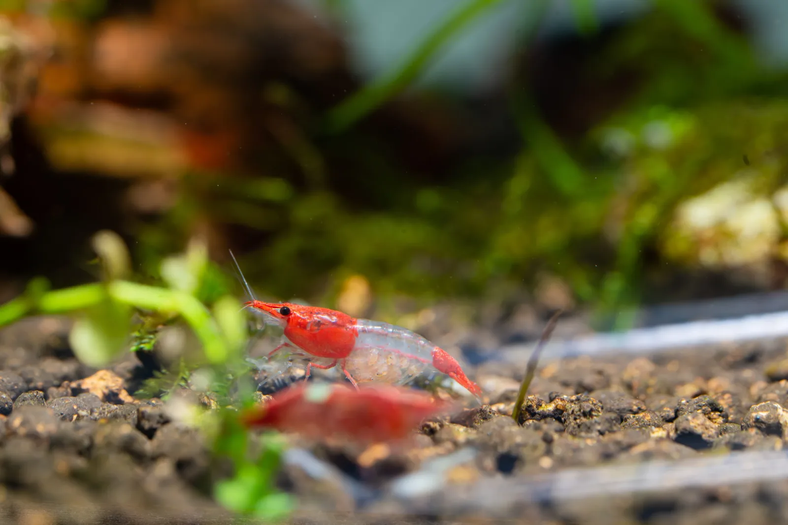 Red Rili Shrimp