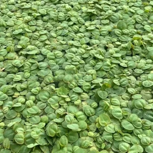 Red Root Floater