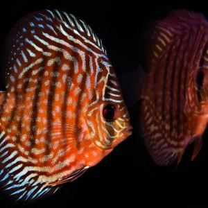 Red Royal Discus