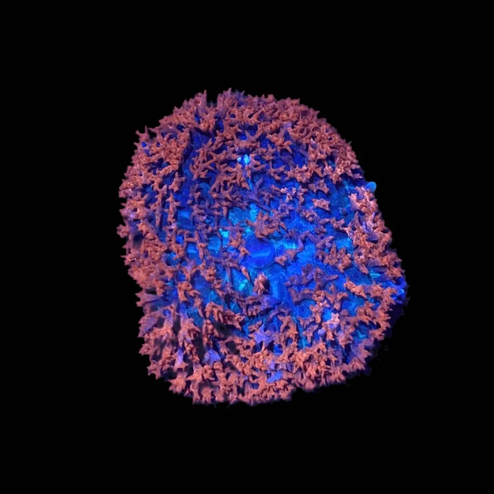 Red Saint Thomas Mushroom Coral - SAQ Coral Farm