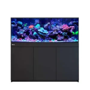 Red Sea Reef