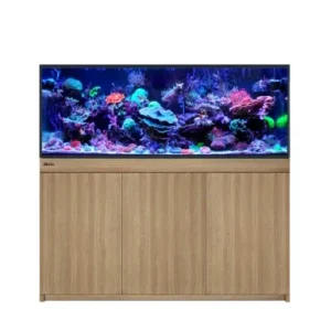 Red Sea Reef