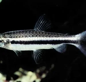 Red Shining Pencilfish (Nannostomus nitidus)