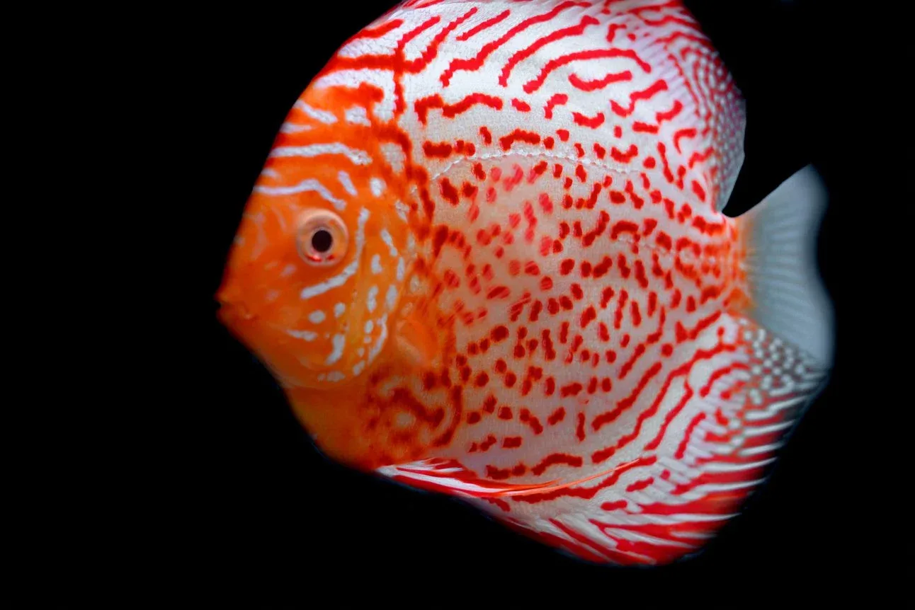 Red Spotted Discus - Image 2