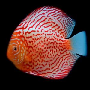 Red Spotted Discus