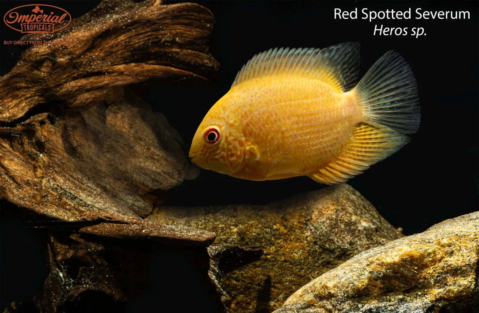 Red Spotted Severum - Image 2