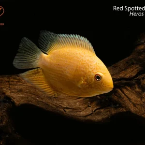 Red Spotted Severum