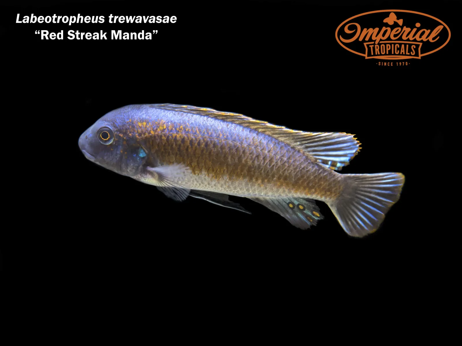 Red Streak Manda - Image 2