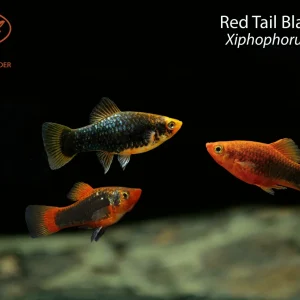 Red Tail Black Variatus