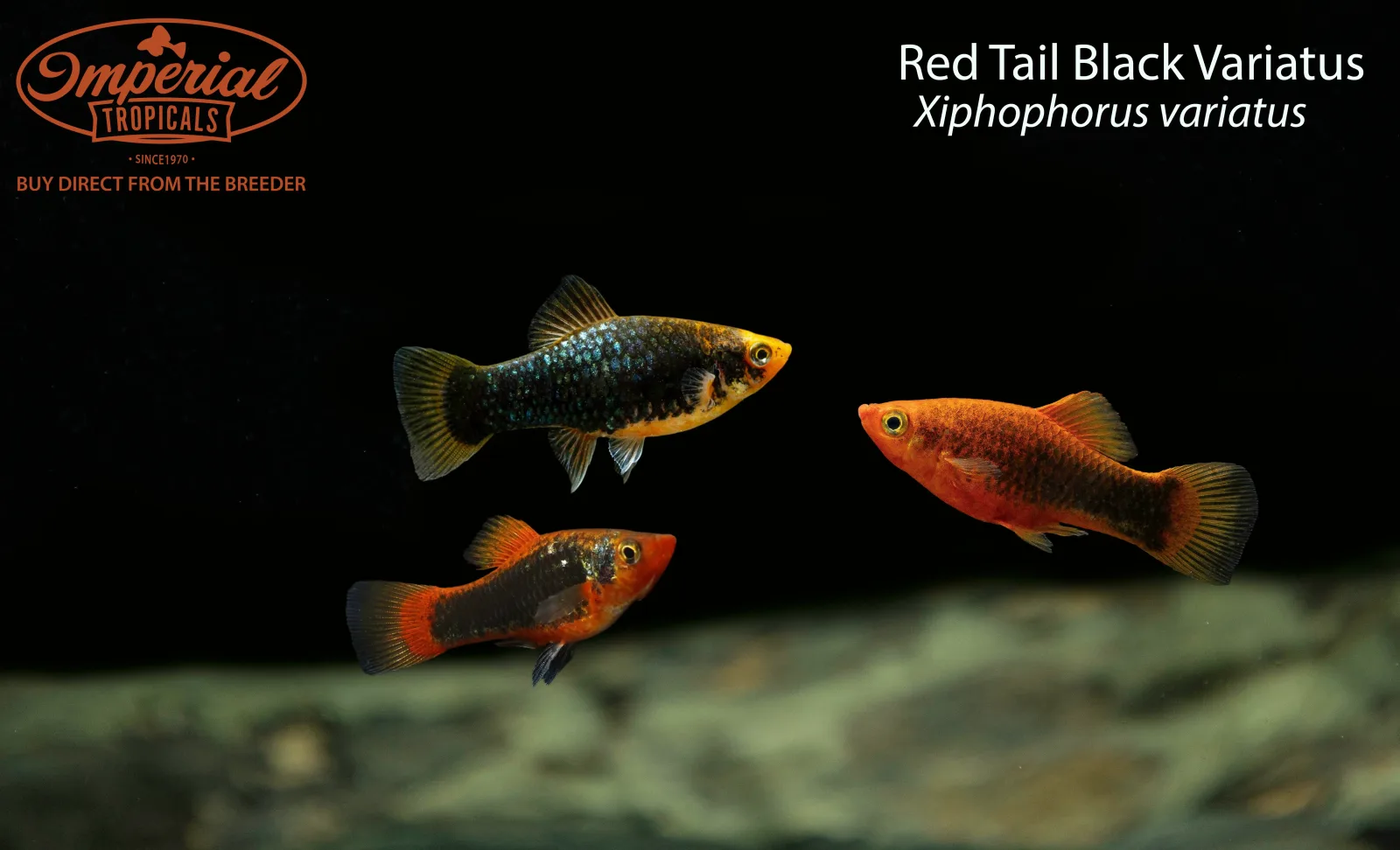 Red Tail Black Variatus