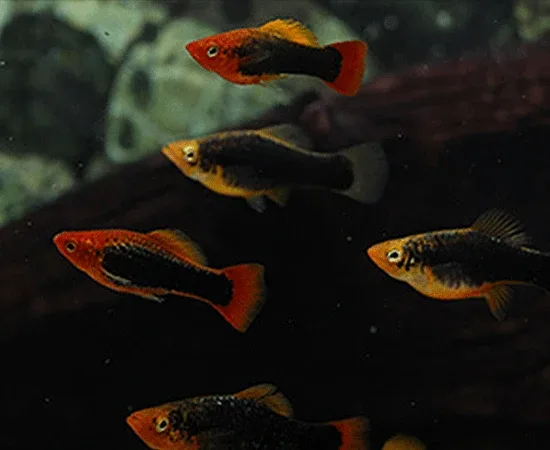 Red Tail Black Variatus - Image 2