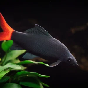 Red Tailed Black Shark