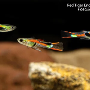 Red Tiger Endler's Livebearer
