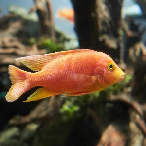 Red Zebra Cichlid