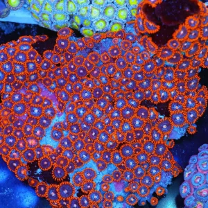 Red Zoanthid Colony WYSIWYG - SAQ Coral Farm