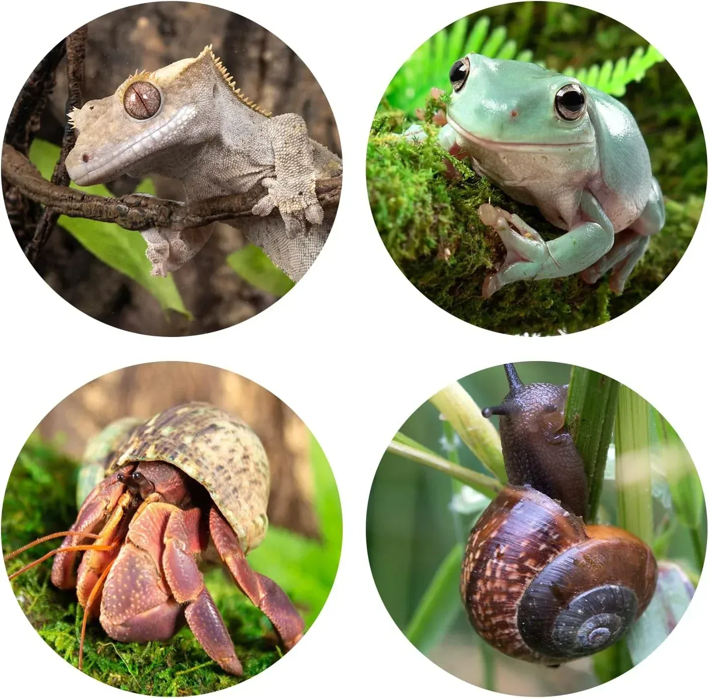 REPTI ZOO Reptile Hide, Multifunctional Reptile Hides with Suction Cup, Resin Reptile Hides, and Caves for Reptiles, Gecko, Lizard (Ganoderma Lucidum Shape) - Image 2