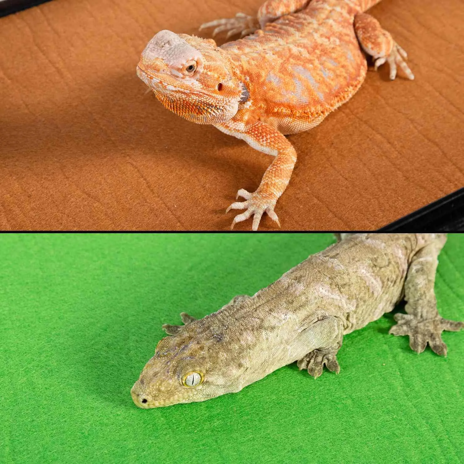 Reptizoo reptile carpets mat - Image 2