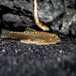 Reticulated Hillstream Loach (Sewellia lineolata)