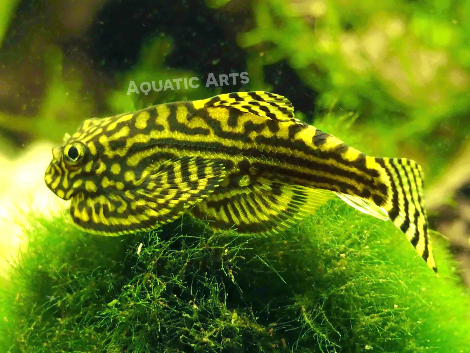Reticulated Hillstream Loach (Sewellia lineolata) - Image 2