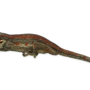 Rhacodactylus auriculatus (captive-bred) | Gargoryle Gecko - Adult Male