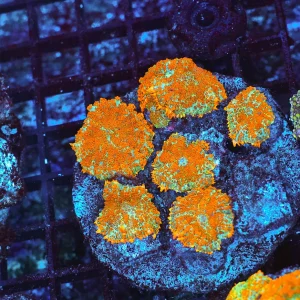 Rhodactis Mushroom Coral Colony WYSIWYG - SAQ Coral Farm
